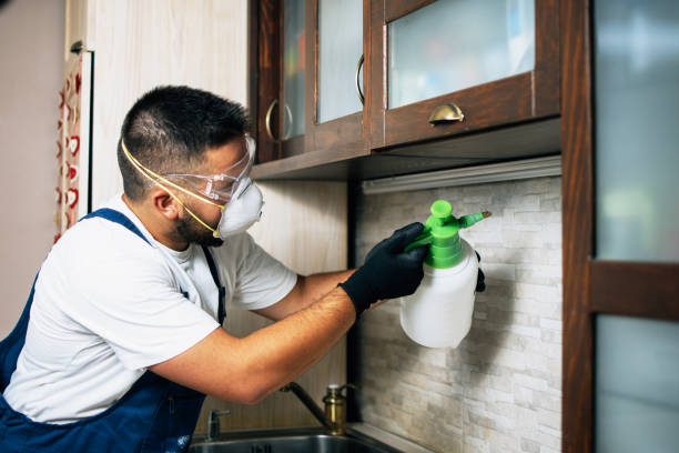 Wasp Removal Services in Savannah, GA