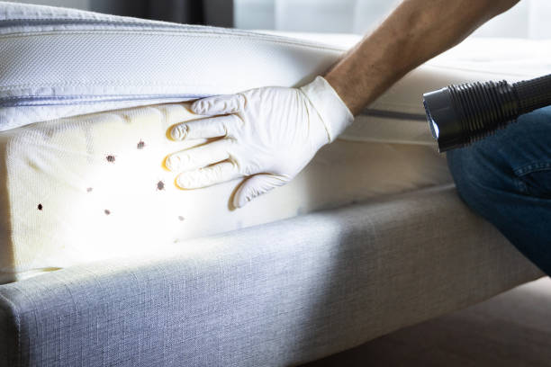 Best Bed Bug Extermination  in Savannah, GA